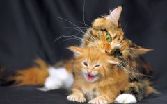 Desktop wallpaper. Cats. ID:63254