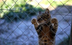 Desktop wallpaper. Cats. ID:63261