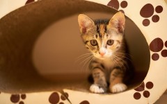 Desktop wallpaper. Cats. ID:63265