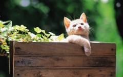 Desktop wallpaper. Cats. ID:63325