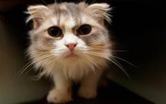 Desktop wallpaper. Cats. ID:63338