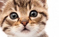 Desktop wallpaper. Cats. ID:63340