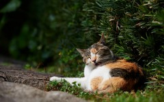 Desktop wallpaper. Cats. ID:63375