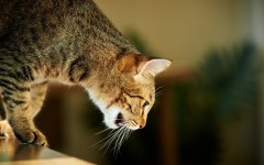 Desktop wallpaper. Cats. ID:63378