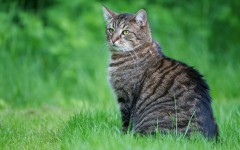 Desktop wallpaper. Cats. ID:63398