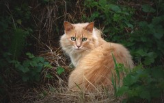 Desktop wallpaper. Cats. ID:63414