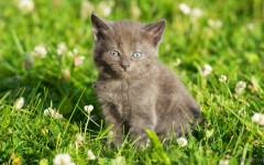 Desktop wallpaper. Cats. ID:63417