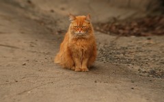 Desktop wallpaper. Cats. ID:63422