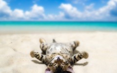 Desktop wallpaper. Cats. ID:63425