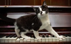 Desktop wallpaper. Cats. ID:63464