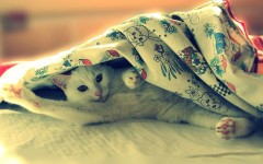 Desktop wallpaper. Cats. ID:63469