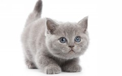 Desktop wallpaper. Cats. ID:63477