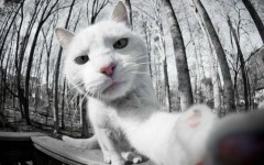 Desktop wallpaper. Cats. ID:63565