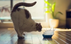 Desktop wallpaper. Cats. ID:63584