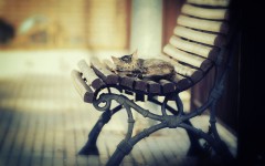 Desktop wallpaper. Cats. ID:63588