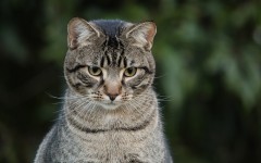 Desktop wallpaper. Cats. ID:63615