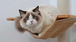 Desktop wallpaper. Cats. ID:138072