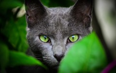 Desktop wallpaper. Cats. ID:65889