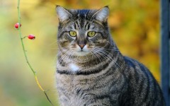 Desktop wallpaper. Cats. ID:65890
