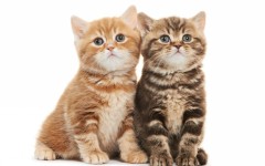 Desktop wallpaper. Cats. ID:65892