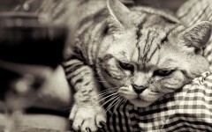 Desktop wallpaper. Cats. ID:65893