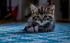 Desktop wallpaper. Cats. ID:65894