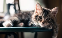Desktop wallpaper. Cats. ID:65895