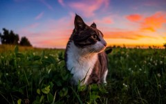 Desktop wallpaper. Cats. ID:65896
