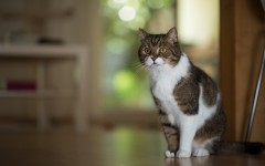 Desktop wallpaper. Cats. ID:65897