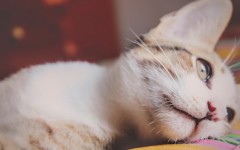 Desktop wallpaper. Cats. ID:65898