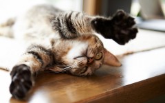 Desktop wallpaper. Cats. ID:65899