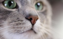 Desktop wallpaper. Cats. ID:65900