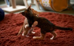 Desktop wallpaper. Cats. ID:65901