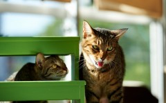 Desktop wallpaper. Cats. ID:65902