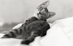 Desktop wallpaper. Cats. ID:65903