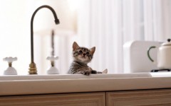Desktop wallpaper. Cats. ID:65905