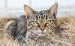 Desktop wallpaper. Cats. ID:65906