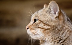 Desktop wallpaper. Cats. ID:65907