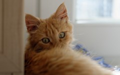 Desktop wallpaper. Cats. ID:65908