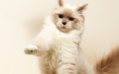 Desktop wallpaper. Cats. ID:65909