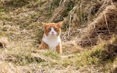 Desktop wallpaper. Cats. ID:65910
