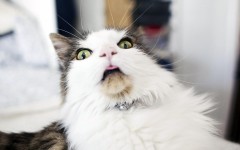 Desktop wallpaper. Cats. ID:65911