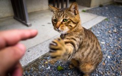 Desktop wallpaper. Cats. ID:65912