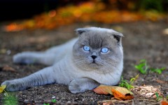 Desktop wallpaper. Cats. ID:65913