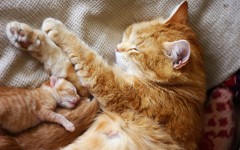 Desktop wallpaper. Cats. ID:65915