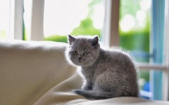 Desktop wallpaper. Cats. ID:65916