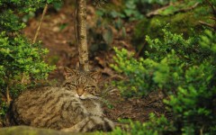 Desktop wallpaper. Cats. ID:65917