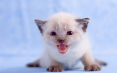 Desktop wallpaper. Cats. ID:65918