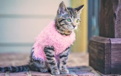 Desktop wallpaper. Cats. ID:65919