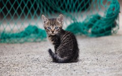 Desktop wallpaper. Cats. ID:65920